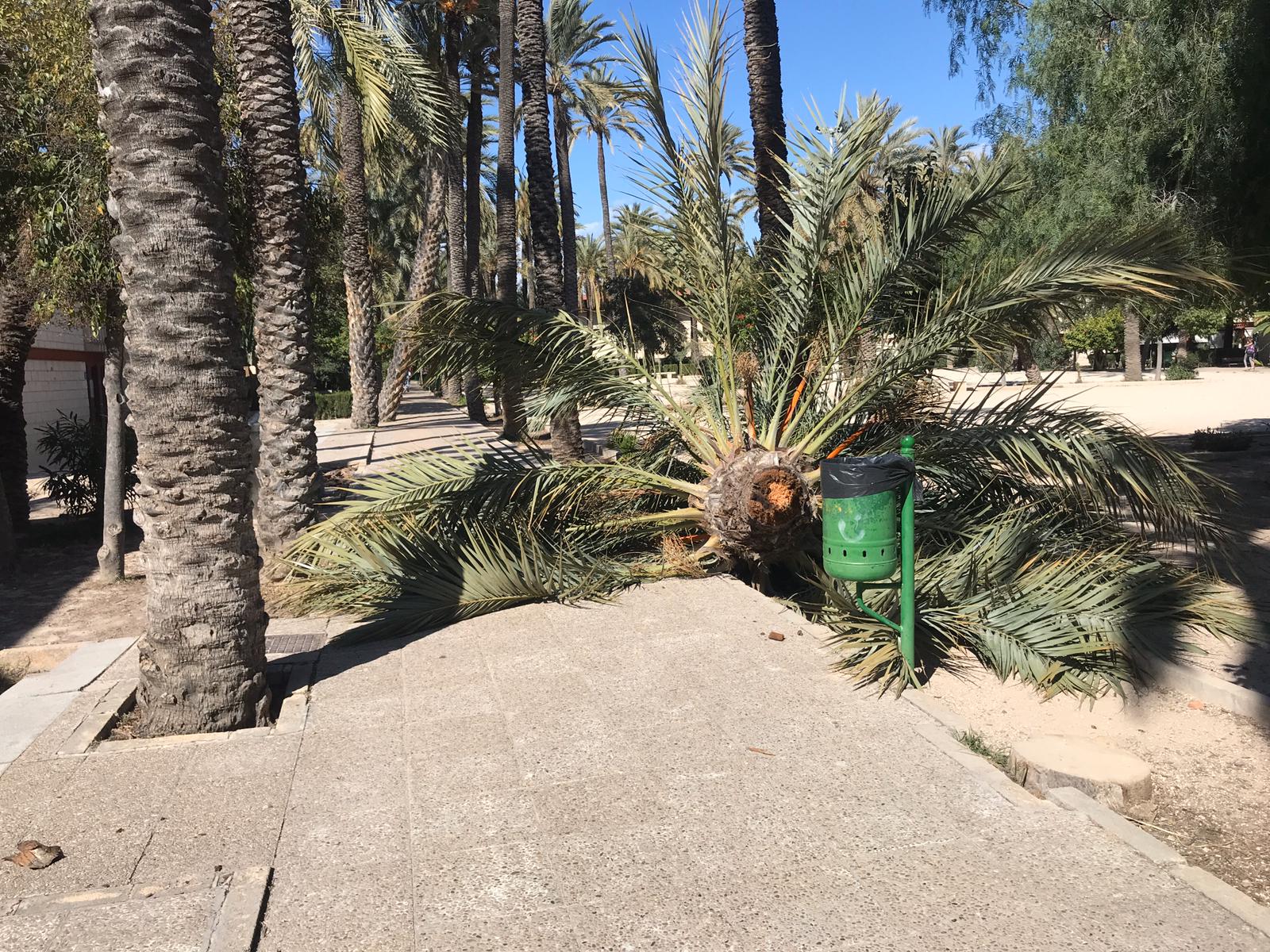 Cae una palmera en el CEIP El Palmeral y se suspenden las clases en otros tres centros educativos Cae una palmera en el CEIP El Palmeral y se suspenden las clases en otros tres centros educativos