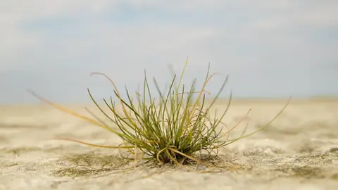 Como se adaptan las plantas a condiciones de cambio climatico Como se adaptan las plantas a condiciones de cambio climatico