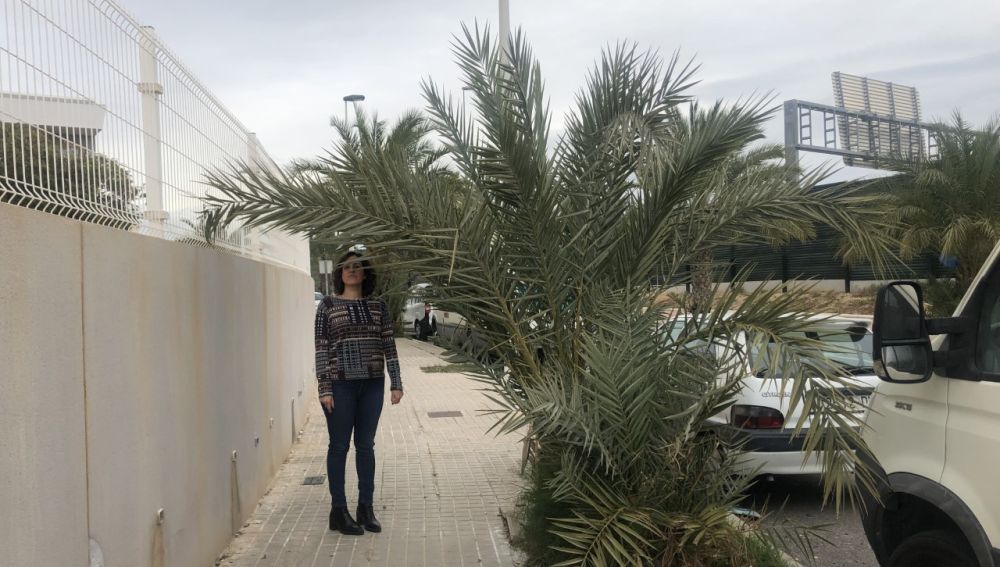 Palmera con falta de poda en la zona del campo de fútbol de Elche.
