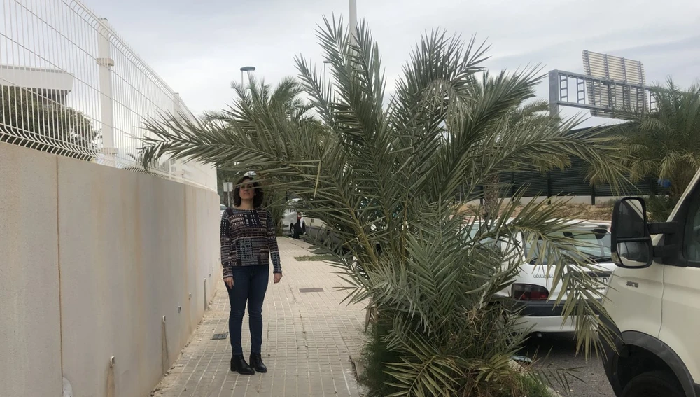 Palmera con falta de poda en la zona del campo de fútbol de Elche. Palmera con falta de poda en la zona del campo de fútbol de Elche.