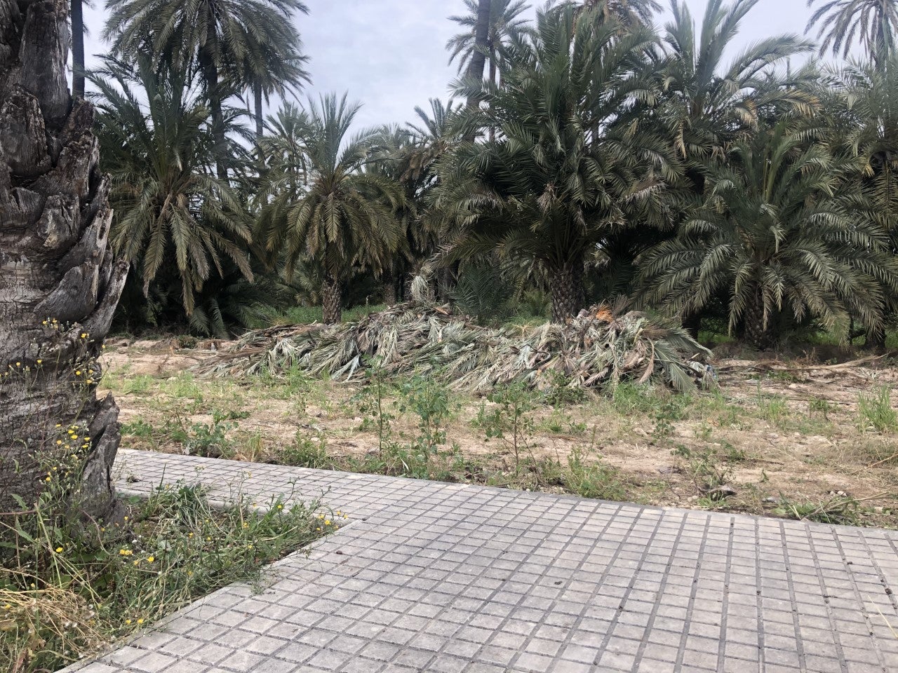 Ciudadanos Elche acusa a PSOE y Compromís de “abandonar” el mantenimiento del barrio del entorno del estadio Martínez Valero Ciudadanos Elche acusa a PSOE y Compromís de “abandonar” el mantenimiento del barrio del entorno del estadio Martínez Valero