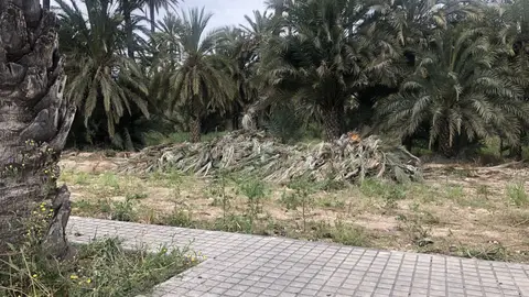 Acumulación de palmas en la zona del campo de fútbol de Elche. Acumulación de palmas en la zona del campo de fútbol de Elche.