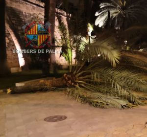 El viento ha provocado la caída de siete palmeras en el Passeig Sagrera de Palma. El viento ha provocado la caída de siete palmeras en el Passeig Sagrera de Palma.
