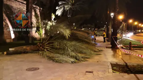 El viento ha provocado la caída de siete palmeras en el Passeig Sagrera de Palma. El viento ha provocado la caída de siete palmeras en el Passeig Sagrera de Palma.