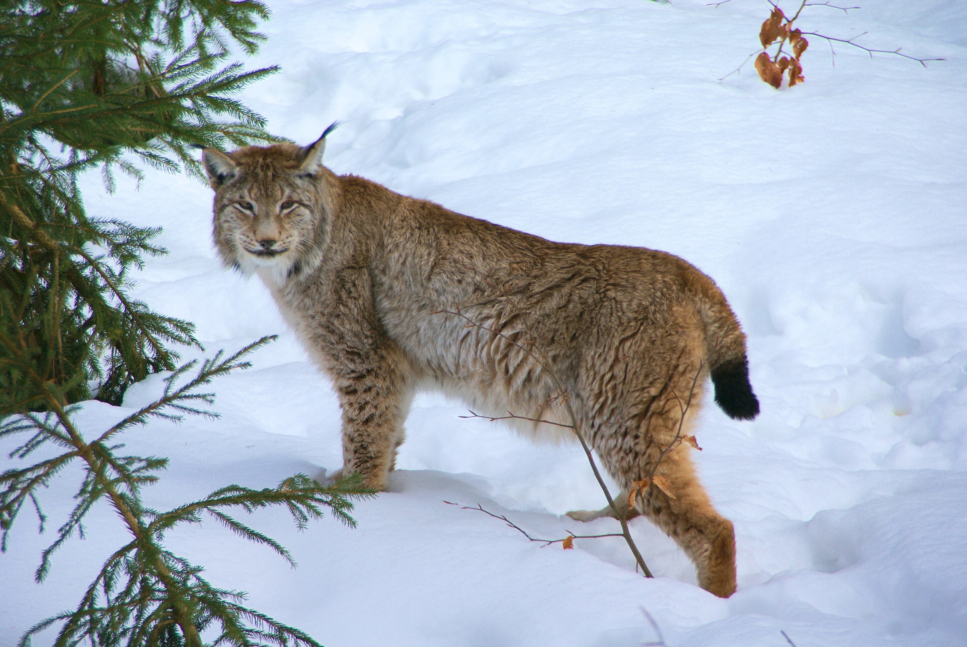 Territorio lince Territorio lince