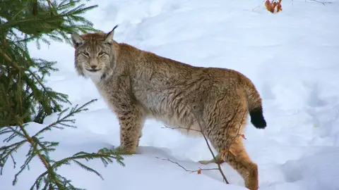El impacto humano contribuyo al declive del lince boreal desde la ultima glaciacion El impacto humano contribuyo al declive del lince boreal desde la ultima glaciacion