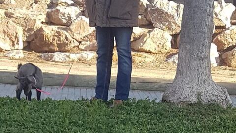 Multado por pasear a una cabra