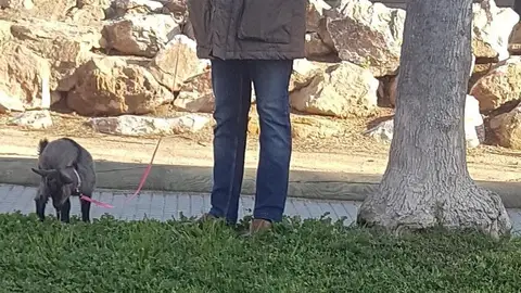 Multado por pasear a una cabra Multado por pasear a una cabra