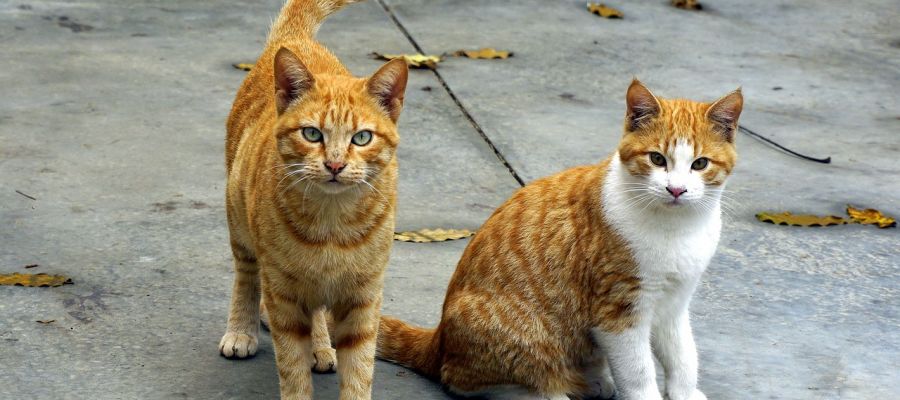 Gatos en la calle Gatos en la calle