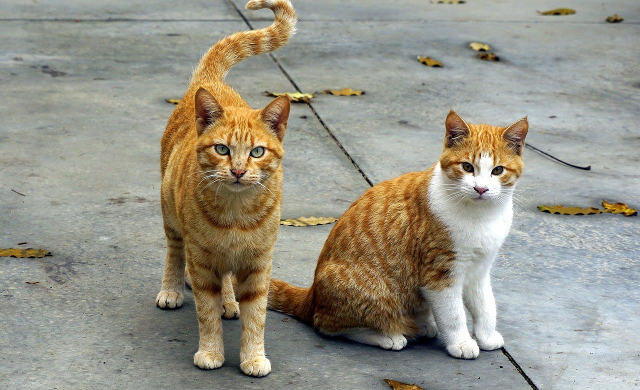 El Consell de Formentera lanza una iniciativa contra el abandono de gatos El Consell de Formentera lanza una iniciativa contra el abandono de gatos