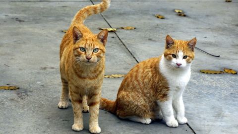 Gatos en la calle