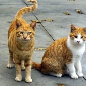 Gatos en la calle