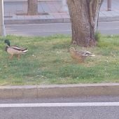 Patos por el centro de Palencia