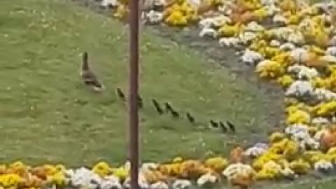 Video Patos en la rotonda de la Huerta de Guadi&aacute;n