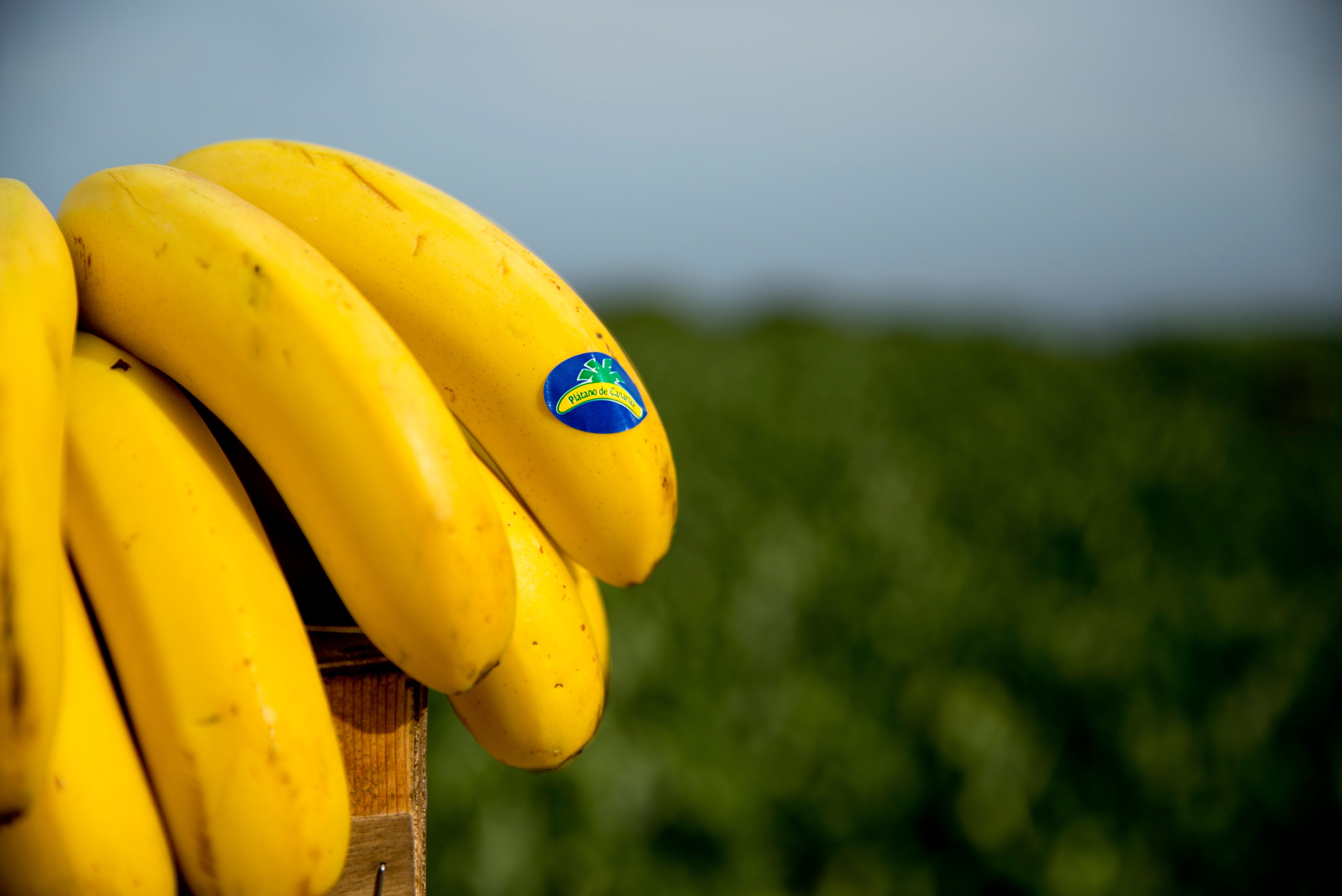 Los azúcares en la alimentación, y el Plátano de Canarias Los azúcares en la alimentación, y el Plátano de Canarias