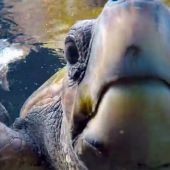 Marta Torné descubre los efectos de la contaminación en las tortugas marinas 