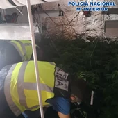 Plantación indoor de marihuana Plantación indoor de marihuana