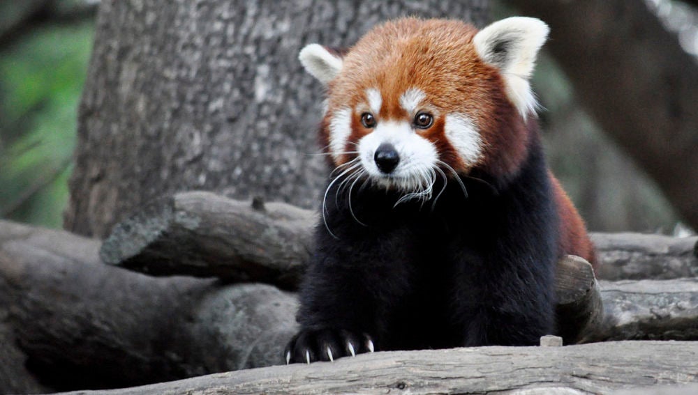 Panda rojo en el Zoo de Jerez