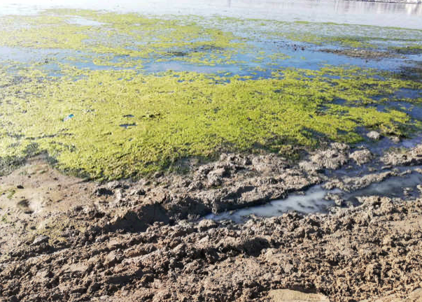 Mar Menor. La consejería de Agricultura exigirá responsabilidades por el daño causado "por operadores que debía vigilar la CHS" Mar Menor. La consejería de Agricultura exigirá responsabilidades por el daño causado "por operadores que debía vigilar la CHS"