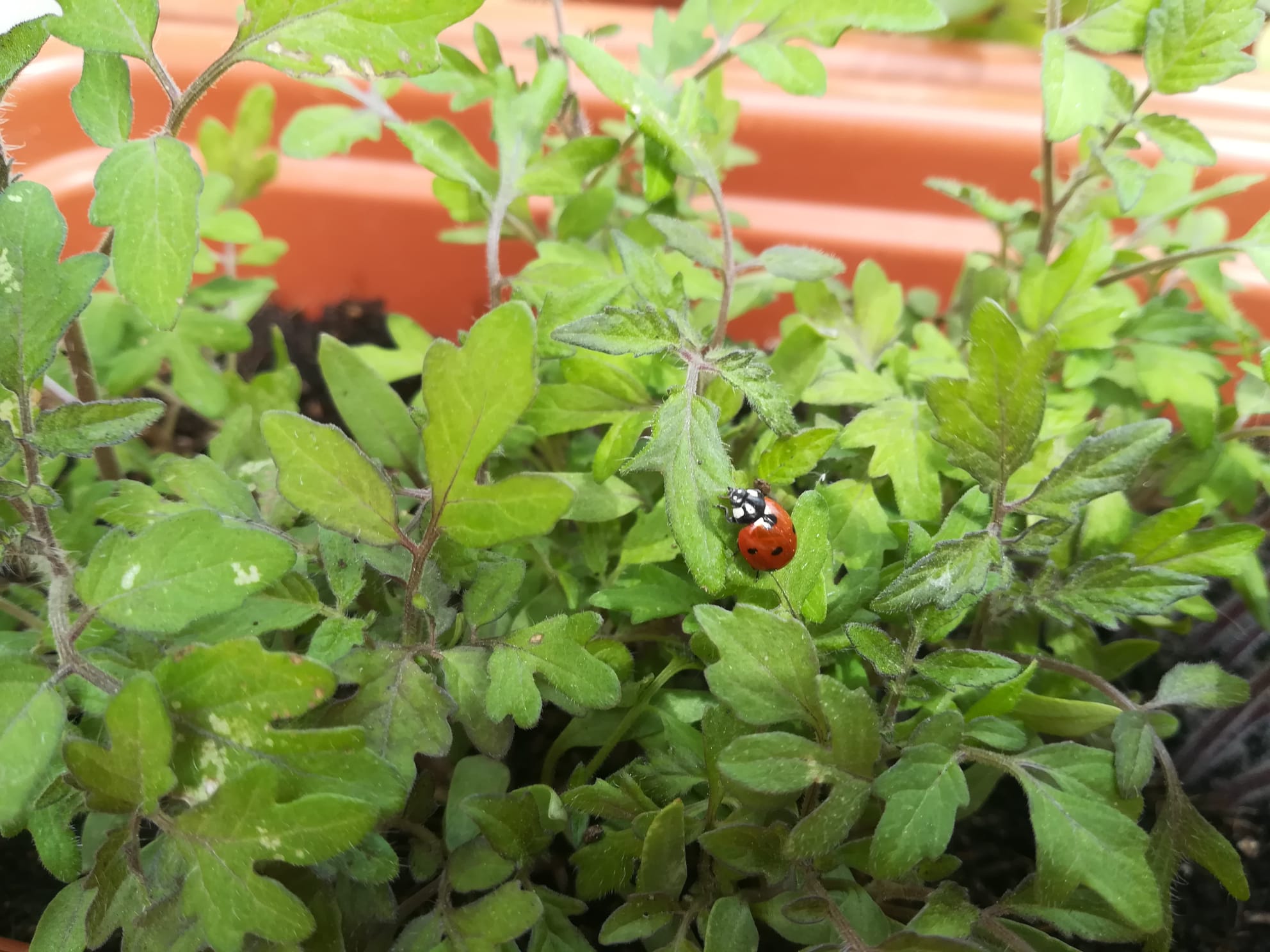 Biodiversidad de macetero Biodiversidad de macetero