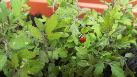 Mariquita en tomatera