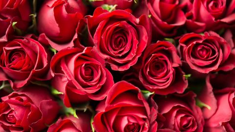 Sant Jordi 2020