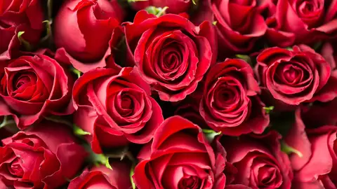 Sant Jordi 2020: Cómo enviar rosas online a pesar del coronavirus Sant Jordi 2020