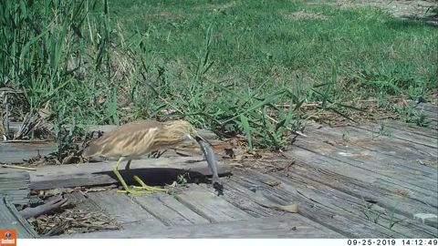 Garcilla cangrejera comiendo un mújol en el Parque Natural de El Hondo