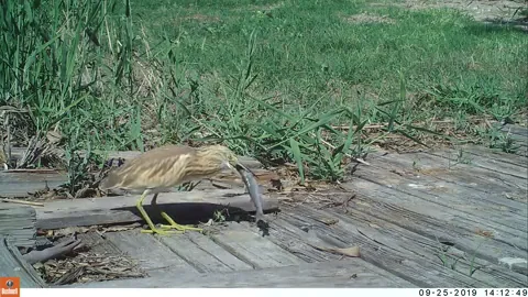 Garcilla cangrejera comiendo un m&uacute;jol en el Parque Natural de El Hondo