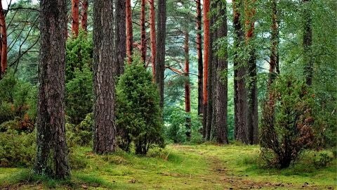 Fotograf&iacute;a de un bosque