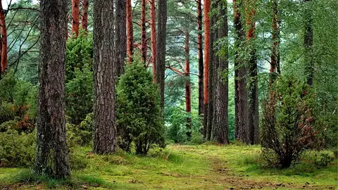 Fotografía de un bosque Fotografía de un bosque