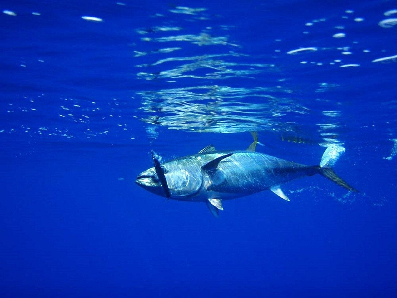 José Luis López, el pescador que se ha hecho viral por pescar atunes gigantes José Luis López, el pescador que se ha hecho viral por pescar atunes gigantes