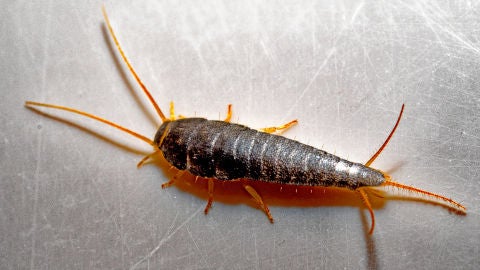 Lepisma 
