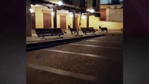 Corzos, jabal&iacute;es y osos 'gobiernan' ahora nuestras ciudades por el coronavirus