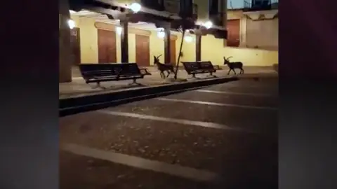 Corzos, jabalíes y osos 'gobiernan' ahora nuestras ciudades por el coronavirus Corzos, jabalíes y osos 'gobiernan' ahora nuestras ciudades por el coronavirus