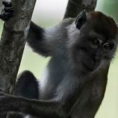 Una vacuna experimental logra inmunizar a los monos ante el coronavirus en China