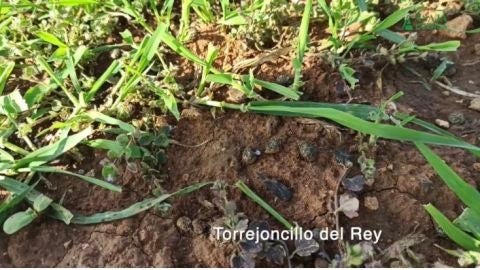 Da&ntilde;os en cultivos de Torrejoncillo del Rey (Cuenca)