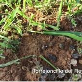 Daños en cultivos de Torrejoncillo del Rey (Cuenca)