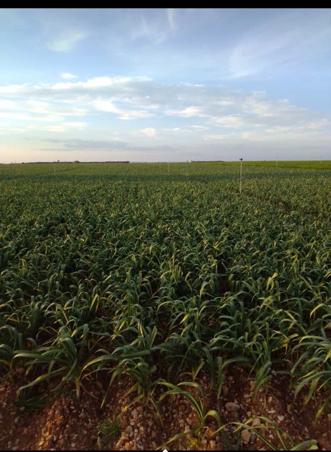 Fino como el ajo de Chinchón Fino como el ajo de Chinchón