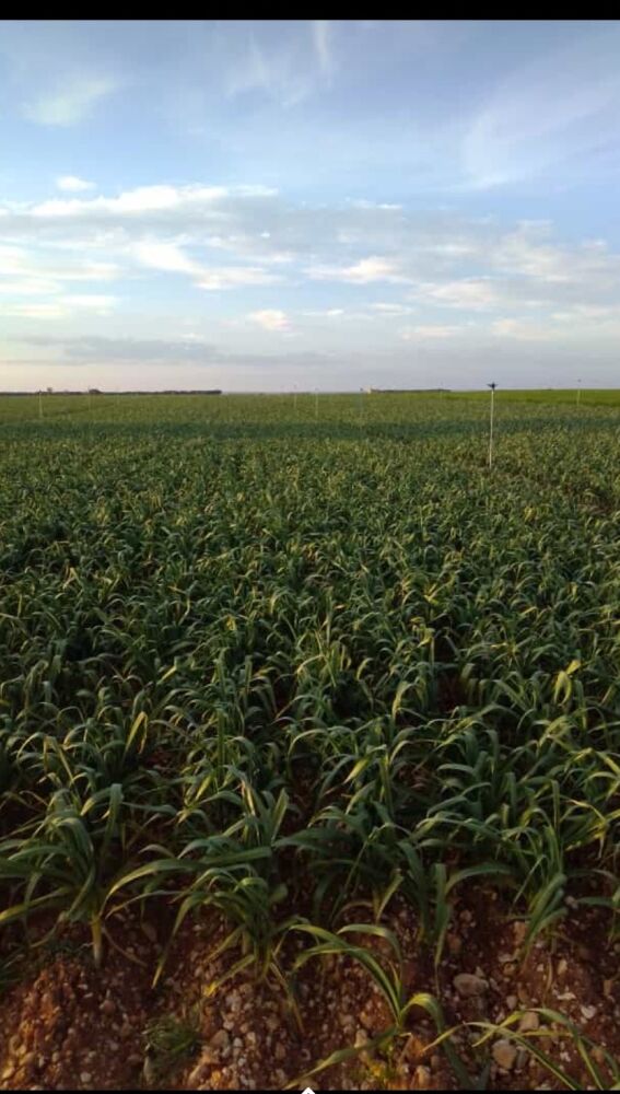 Parcela de ajos en Las Pedroñeras (Cuenca)