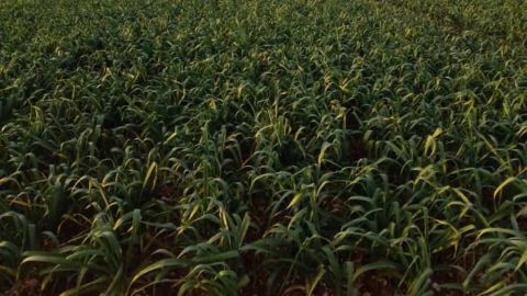 Parcela de ajos en Las Pedro&ntilde;eras (Cuenca)