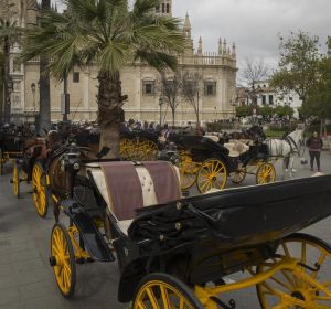Coches de caballos en el centro de Sevilla Coches de caballos en el centro de Sevilla