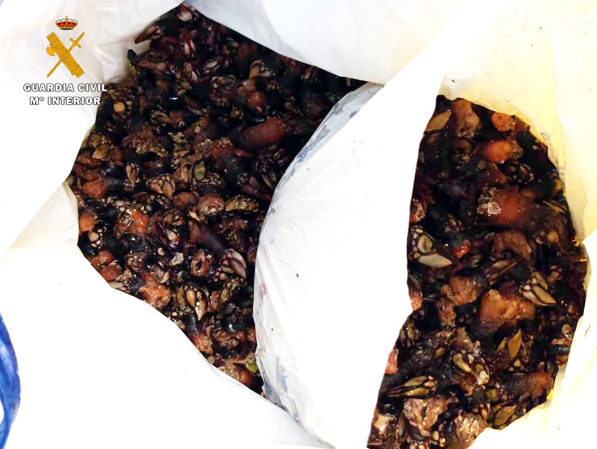 La Guardia Civil entrega más de 5 kilos de percebes a la Residencia Municipal de Castro Urdiales La Guardia Civil entrega más de 5 kilos de percebes a la Residencia Municipal de Castro Urdiales