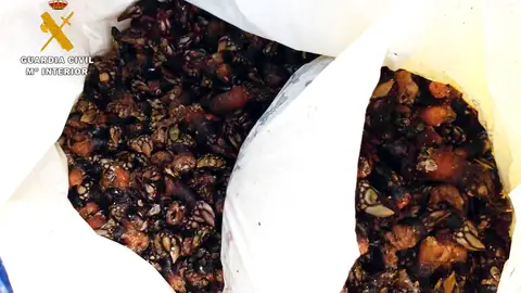 La Guardia Civil entrega más de 5 kilos de percebes a la Residencia Municipal de Castro Urdiales Habían sido pescados de forma furtiva en Islares