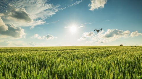 Dron en campos de cultivo