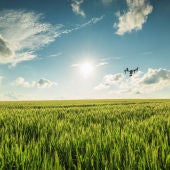 Dron en campos de cultivo