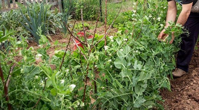 De la huerta al plato: Restaurantes con huerto propio De la huerta al plato: Restaurantes con huerto propio