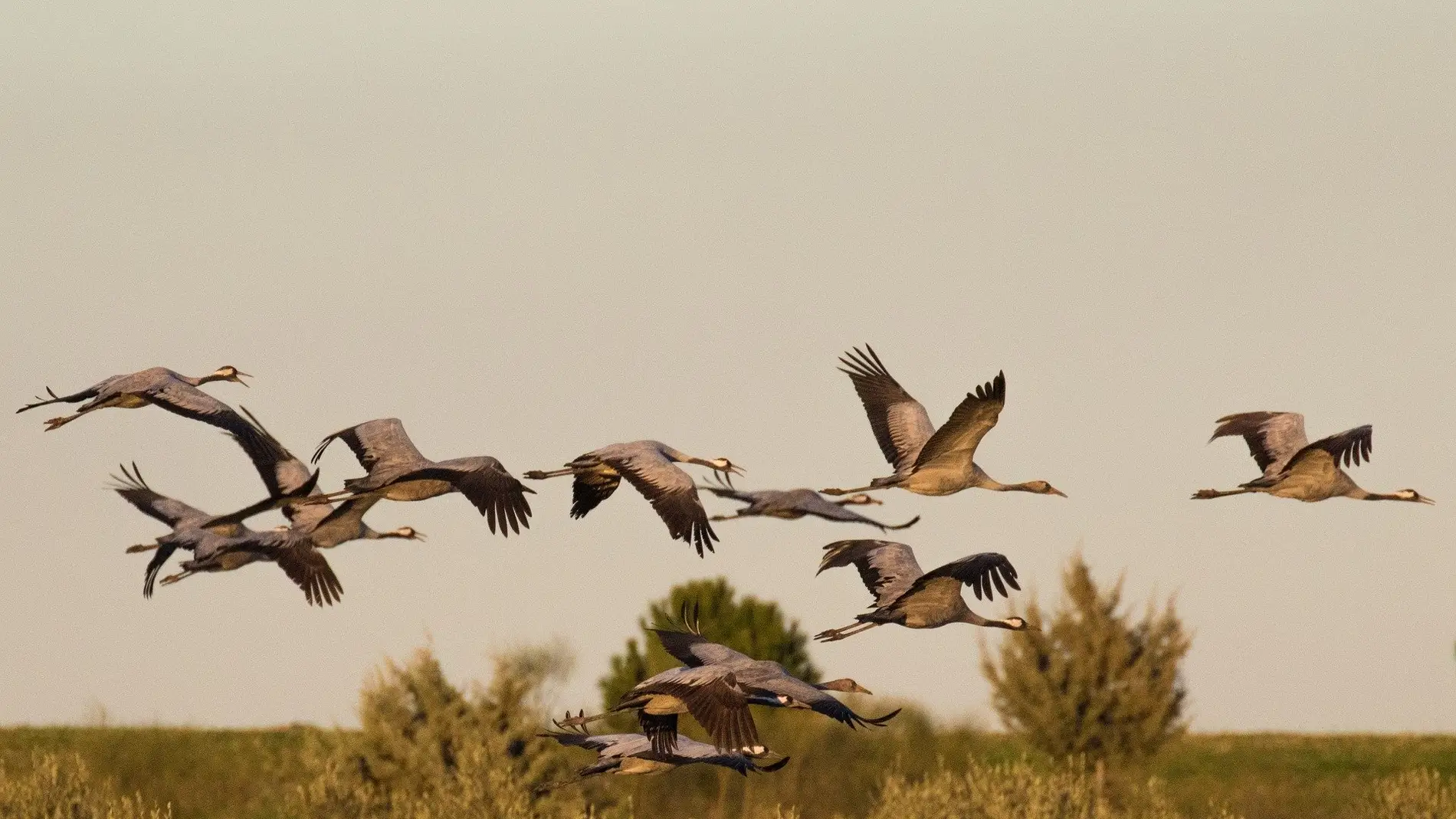 Grullas volando Grullas volando
