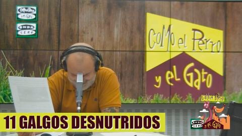 11 galgos desnutridos