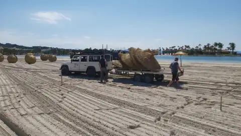 Trabajadores municipales instalando las sombrillas en las playas de Alcudia, para poder reabrirlas a partir del 18 de junio. Trabajadores municipales instalando las sombrillas en las playas de Alcudia, para poder reabrirlas a partir del 18 de junio.